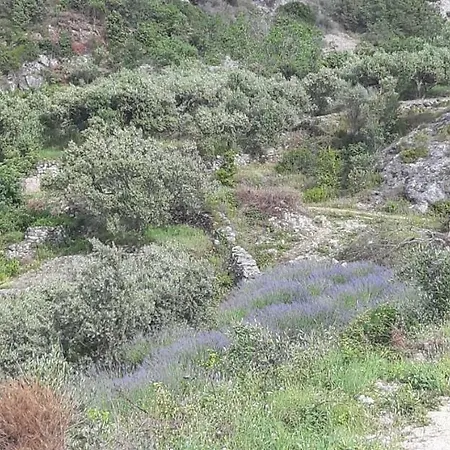 Affittacamere Kuca Za Odmor Dobrila Jelsa (Hvar)